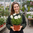 Cosmos Apollo White Plant (2L Pot)