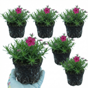 Phlox ‘Fabulous Rose’ Plants (Set of 3 or 6)
