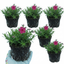 Set of 3 or 6 Phlox ‘Fabulous Rose’ Hardy Perennial Plants, Fragrant, Bee Friendly, Summer Flowering, Outdoor Garden Ready, 1 Litre Root-Ball