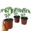 Set of 3 or 6 Large Plants - Tomato Shirley Variety, Ready to Plant in Your Garden