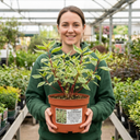 Cornus Alba Elegantissima Variegated Dogwood Shrub Plant (3L Pot)