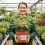 1 Cornus Alba Elegantissima Variegated Dogwood Shrub, Hardy Garden Ready, 3 Litre Root Ball