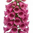 Digitalis Hanabee Deep Rose Foxglove Plants