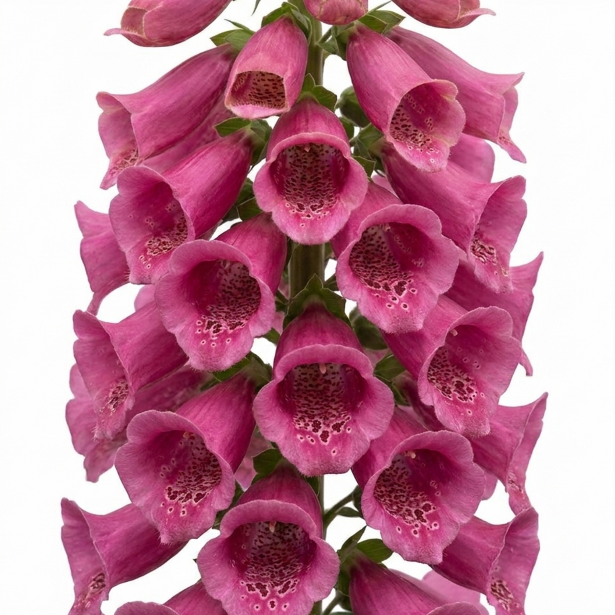 Digitalis 'Hanabee Deep Rose' (Foxglove) – Compact Perennial (2L Pot)