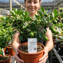 Evergreen Mini Green Lime Tree Plant