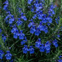 Rosemary ‘Blue Winter’ Herb Plants (Set of 3 or 6)