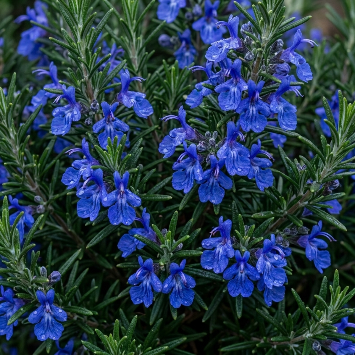 Bushy rosemary smothered in vivid deep blue flowers against dark green needle foliage