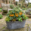 Set of 3 or 6 Large Plants - Tomato Honeycomb Variety, Outdoor Garden Ready, 10.5 cm