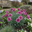 Set of 3 or 6 Large Plants - Pink Purple Carnation, Ready to Plant in Your Garden, 10.5 cm