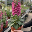 Digitalis Hanabee Deep Rose Foxglove Plants