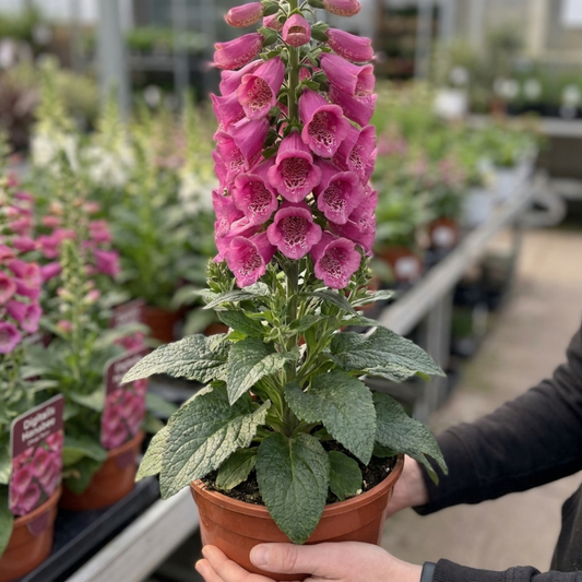 Foxglove in a terracotta pot with a dense spire of deep rose-pink flowers above veined green leaves