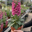 1 Digitalis Hanabee Deep Rose Foxglove Plant, Bee Friendly Hardy Perennial, 3 Litre Root Ball