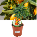 Mini Kumquat Plant