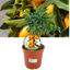 Mini Kumquat