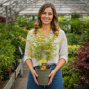 3L Orange Leaf Acer Tree, Nursery Pot, Patio Garden Pots