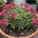 Arabis Aubrieta Deep Rose Plants