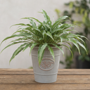 3 Litre Hosta Silly Strings Plants in Nursery Pots