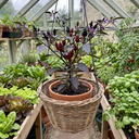 Zimbabwe Black Plants (Set of 3 or 6)