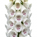 Digitalis Dalmatian White Plant (2L Pot)