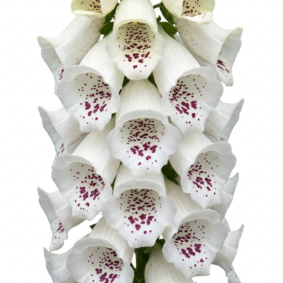 Digitalis 'Dalmatian White' (Foxglove) – Hardy Perennial (2L Pot)