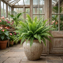 Boston Fern Nephrolepis Exaltata Plant (3L Pot)