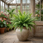 1 Boston Fern Nephrolepis Exaltata, Pet Safe Live Indoor Hanging Houseplant, 3 Litre Root Ball
