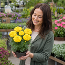 Marigold African Taishan Yellow Plant (2L Pot)