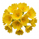Primula Veris Yellow Cowslip Primrose Plants (Set of 3 or 6)