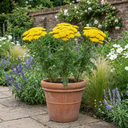 Achillea Cloth of Gold Yarrow Plants (Set of 3 or 6)
