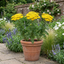 Set of 3 or 6 Achillea Cloth of Gold Yarrow Plants, Hardy Perennial, Bee Friendly Garden Flowers, Outdoor Garden Ready, 1 Litre Root-Ball