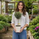 3L Olive Tree Plant, 80-100cm, Mediterranean Nursery Pots