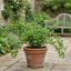 1 Green Gooseberry Bush, Hardy Self Fertile Fruit Plant, Outdoor Garden Ready, 5 Litre Root Ball