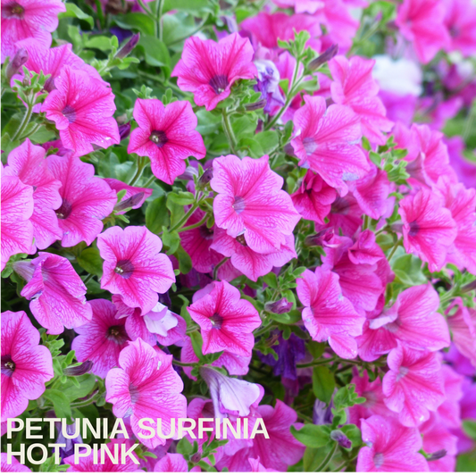 Hot pink petunia trumpets with darker pink veining, trailing over green foliage