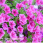 Set of 3 or 6 Large Plants - Petunia Surfinia Hot Pink, Outdoor Garden Ready