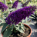 Buddleia Black Knight Plants