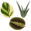 3 Live Houseplants Plant (1L Pot)