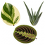 3 Live Houseplants, Office Desk Plant Collection, Peperomia, Aloe Vera & Prayer Plant, 1 Litre Root Ball