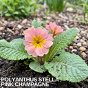 Polyanthus Stella Pink Champagne Plants (Set of 3 or 6)