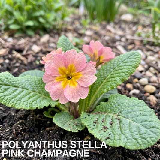 Single pink polyanthus with a yellow eye above crinkled green leaves in bare soil, caption overlaid