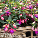 Set of 3 or 6 Large, Garden Ready Plants - Fuchsia Bella Mariska (Light Pink & Purple)