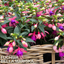 Set of 3 or 6 Large, Garden Ready Plants - Fuchsia Bella Mariska (Light Pink & Purple)