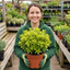 1 Pittosporum Tenuifolium Golden Ball, Hardy Evergreen Shrub for Garden, 3 Litre Root Ball