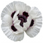 3 Papaver Orientale Royal Wedding Poppy Plants, Garden Ready Hardy Perennial, 1 Litre Root Ball