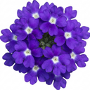 Trailing Verbena Blue Eye Plants (Set of 3 or 6)