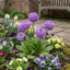 Set of 3 or 6 Primula Denticulata Lilac Drumstick Primrose Plants, Hardy Perennial, Bee Friendly Spring Flowering, Outdoor Garden Ready, 1 Litre Root-Ball