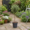 3L Olive Tree Plant, 80-100cm, Mediterranean Nursery Pots