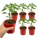 Sweet Pepper 'Liberty Belle' – Golden Bell Pepper (Set of 3 or 6)