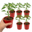 Liberty Belle Plants (Set of 3 or 6)