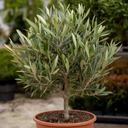 3L Olive Tree Plant, 80-100cm, Mediterranean Nursery Pots