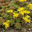 Set of 3 or 6 Sedum Oreganum Stonecrop Plants, Hardy Perennial, Bee Friendly Ground Cover, Outdoor Garden Ready, 1 Litre / 11cm Root-Ball